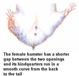 Hamster Female