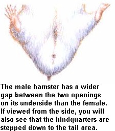 Hamster Male